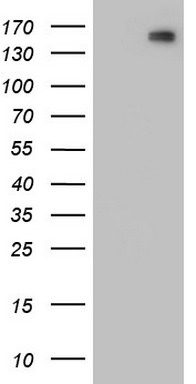 SF3A1 Antibody