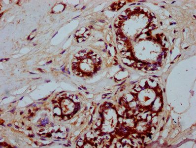 SFR1 Antibody