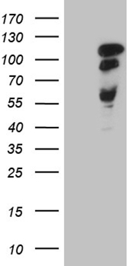 SRSF9 Antibody