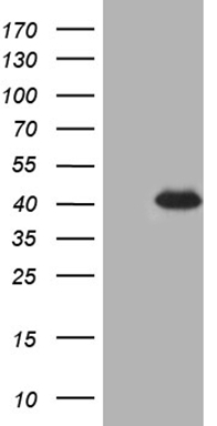 SRSF9 Antibody