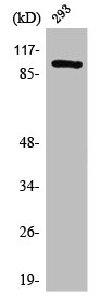SFSWAP Antibody