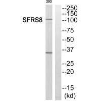 SFSWAP Antibody