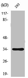 SH2D5 Antibody