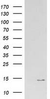 SH3GL1 Antibody