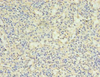 SH3BGRL Antibody