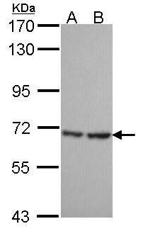 SH3BP1 Rabbit Polyclonal Antibody