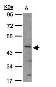basic helix-loop-helix family member e40 Antibody