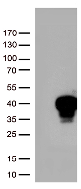 BHLHE40 Antibody