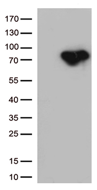 SHARPIN Antibody