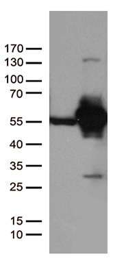 SHARPIN Antibody