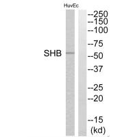SHB Antibody