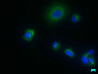 SHISA9 Antibody