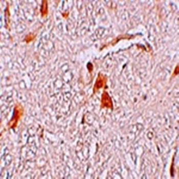 SHISA9 Antibody