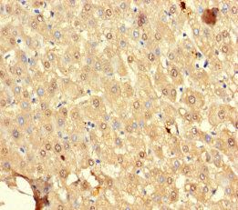 SRP19 Antibody