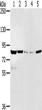 SIK1 Antibody