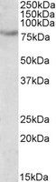 SIM2 Antibody
