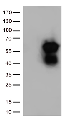 SIRT1 Antibody