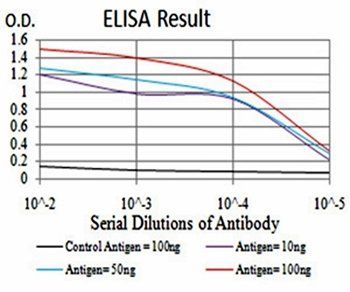 SIRT3 Antibody