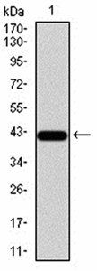 SIRT3 Antibody
