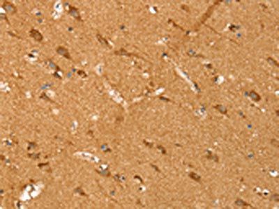 SIRT4 Antibody