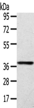 SIRT4 Antibody