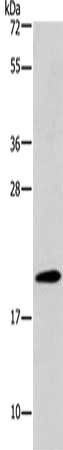 SKP1 Antibody