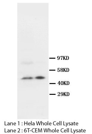 SKP2 Rabbit Polyclonal Antibody