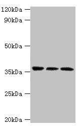 SLAMF7 Antibody
