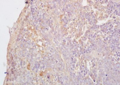 BLAME Rabbit Polyclonal Antibody