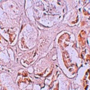 SLAMF9 Rabbit Polyclonal Antibody