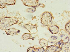 SLC13A4 Antibody
