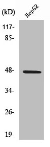 SLC17A2 Antibody