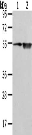SLC1A1 Antibody