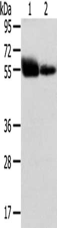 SLC1A1 Antibody