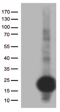 SLC22A17 Antibody