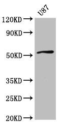 SLC22A17 Antibody