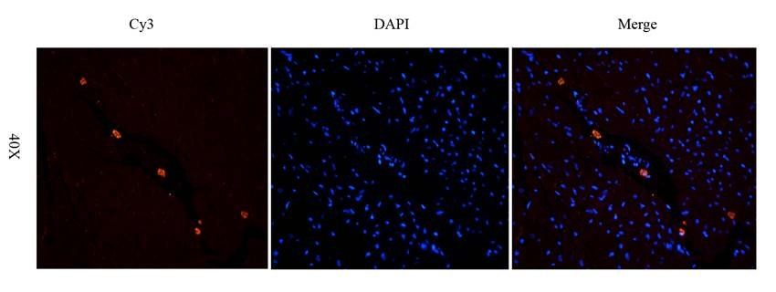SLC22A8 antibody