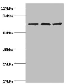 SLC25A13 Antibody