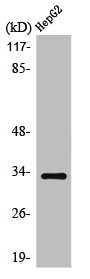 SLC25A21 Antibody