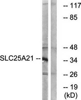 SLC25A21 Antibody