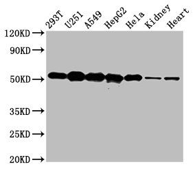 SLC25A24 Antibody