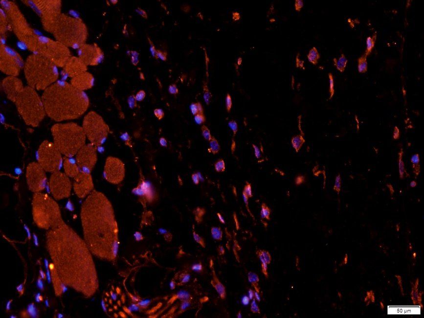 Slc28a3 antibody