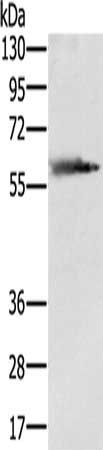 SLC29A4 Antibody