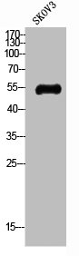 SLC2A4 Antibody