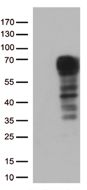 SLC2A4RG Antibody