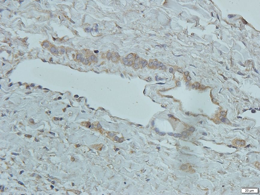 SLC30A2 antibody