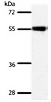 SLC32A1 Rabbit Polyclonal Antibody
