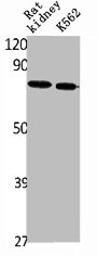 SLC34A2 Antibody