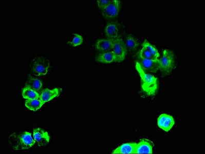 SLC36A2 Antibody