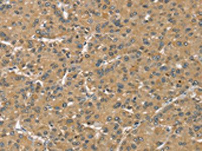 SLC39A3 Antibody